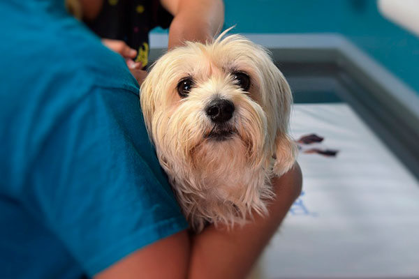 Cuidados Veterinários