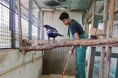 Tratador de Animais em Cativeiro