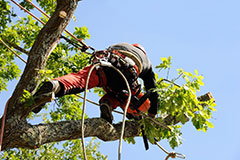 Especialização Tecnológica de Arborista